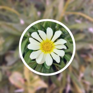 轮轩漂亮人妻视频
